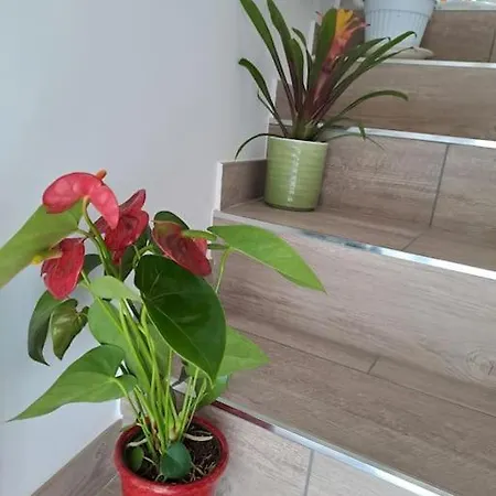 Antony's Hause アパート *